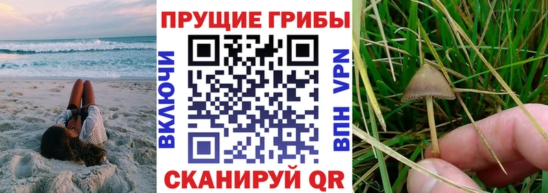 купить закладку  блэк спрут   Псилоцибиновые грибы Psilocybine cubensis  Пенза 